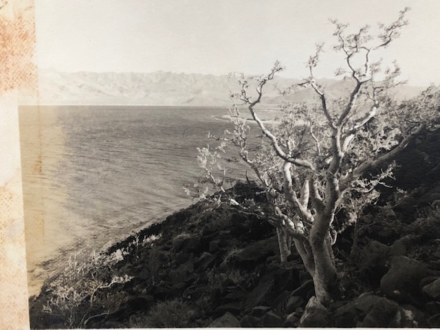 tree overlooking the ocean