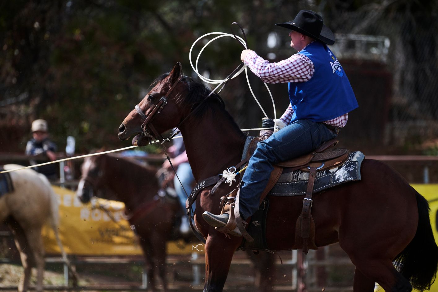 Man roping a steer